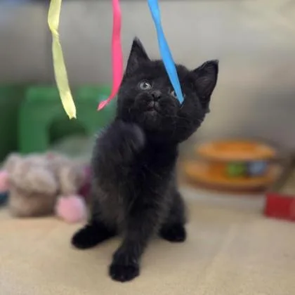 A baby small-sized male Domestic Short Hair cat named Mulberry for adoption in Westland, MI