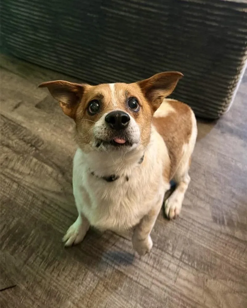 Toby