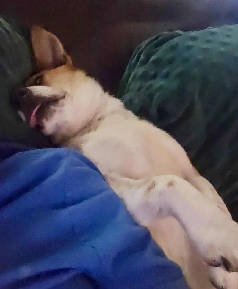 Toby thumbnail 2