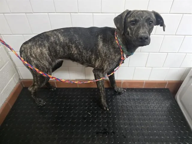 A young medium-sized female Dutch Shepherd dog named Hanna for adoption in Camarillo, CA