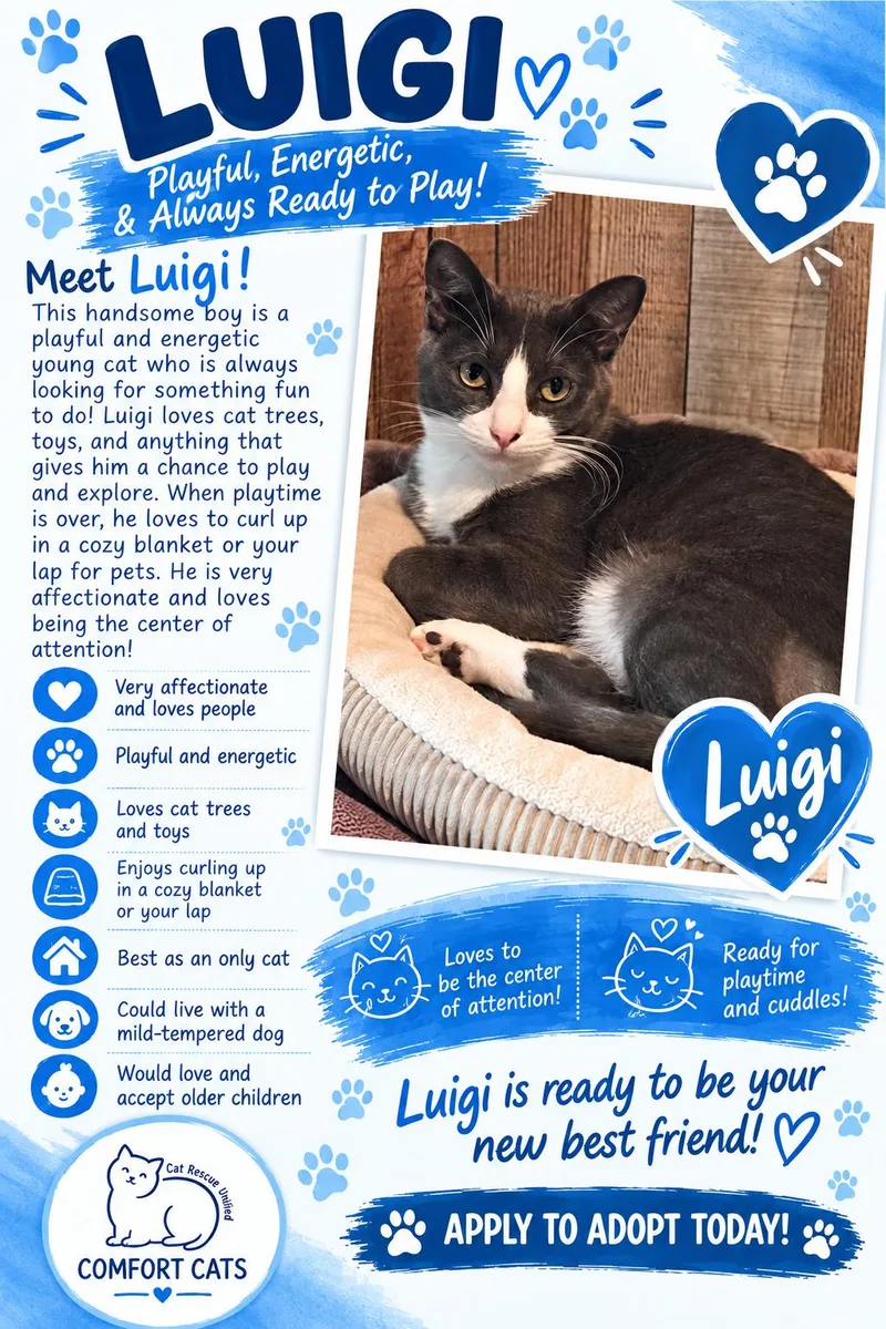 An adult large-sized male Gray / Blue / Silver Domestic Short Hair cat named Luigi for adoption in Moore, SC