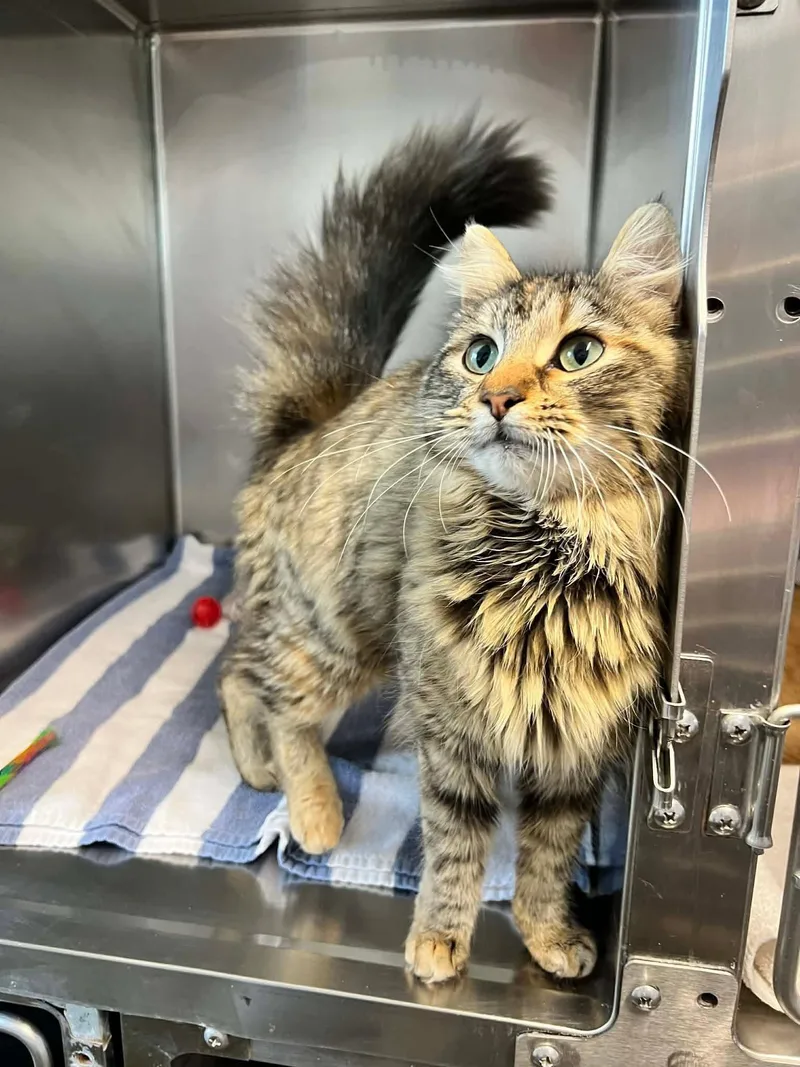 A young medium-sized female Maine Coon cat named Persephone for adoption in Hockessin, DE
