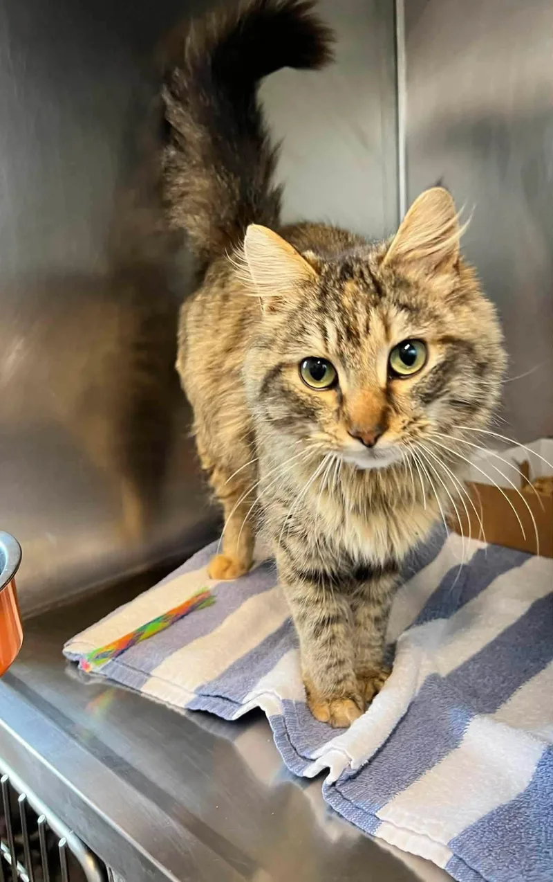 Persephone thumbnail 2