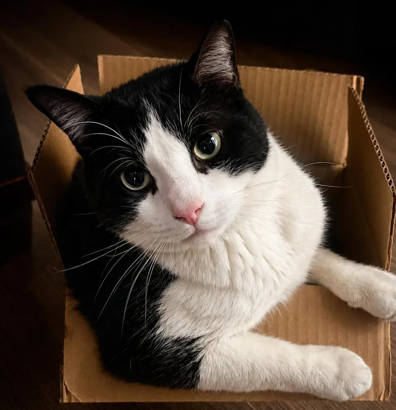 A young medium-sized male Black & White / Tuxedo Domestic Short Hair cat named Rocky for adoption in Glendale, AZ