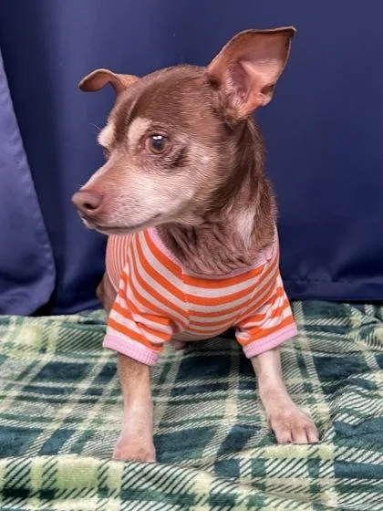 A senior small-sized male Chihuahua dog named Chato for adoption in Houston, TX