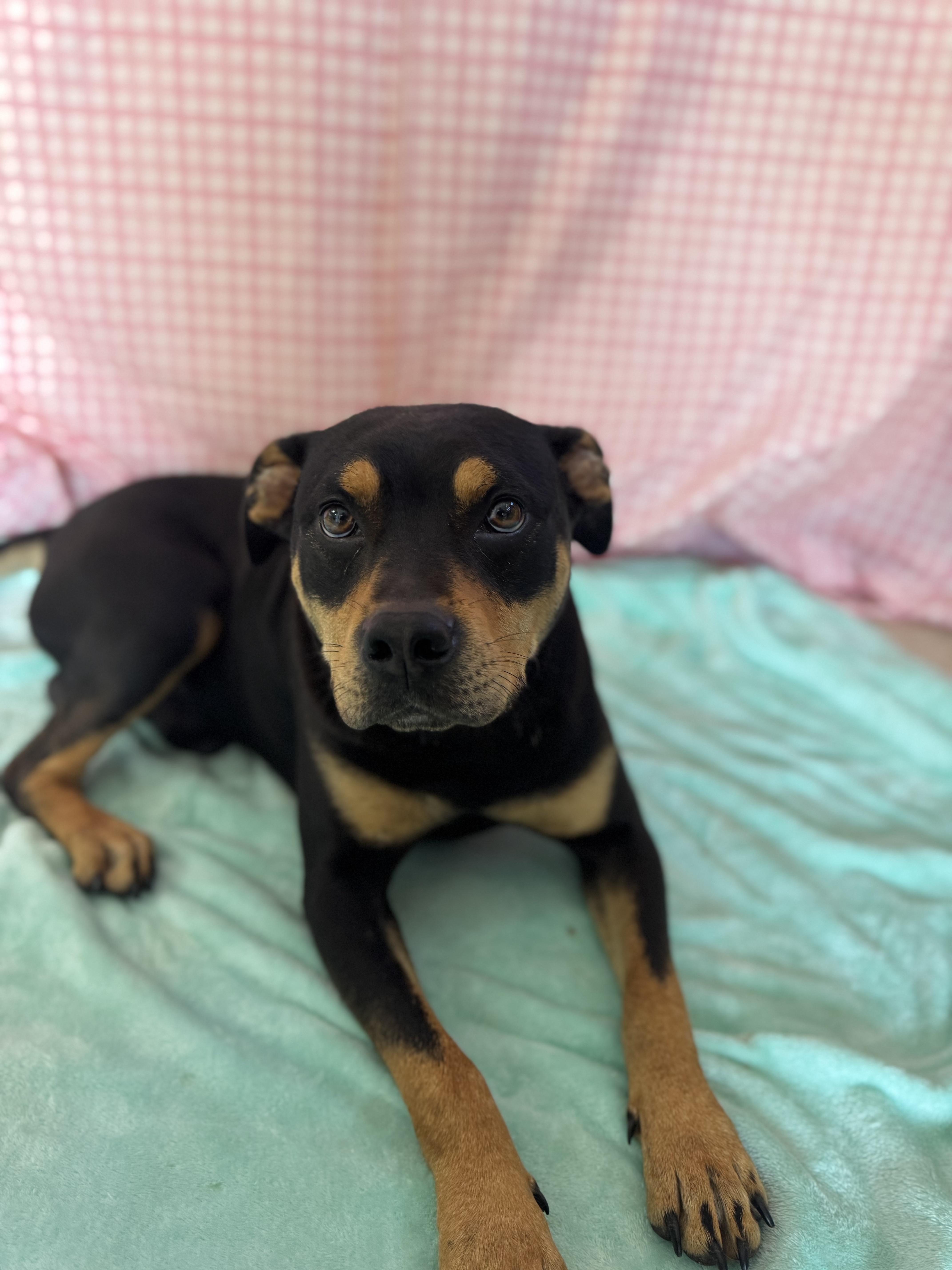 An adult medium-sized male Black Mixed Breed dog named Alfie for adoption in Chickasha, OK