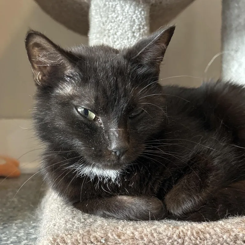 A young medium-sized female Black Domestic Short Hair cat named Daisy for adoption in Nashville, TN