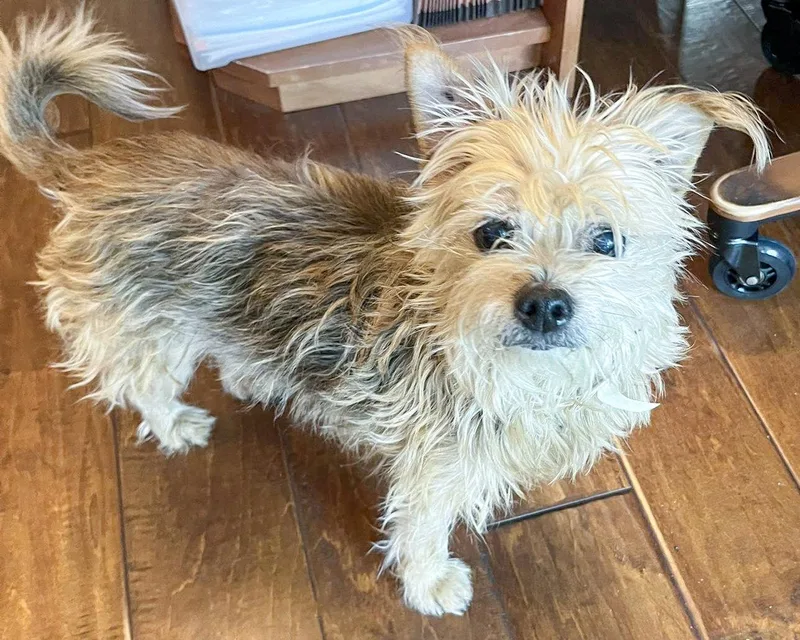 A senior small-sized female Terrier dog named Tootsie for adoption in Corona, CA