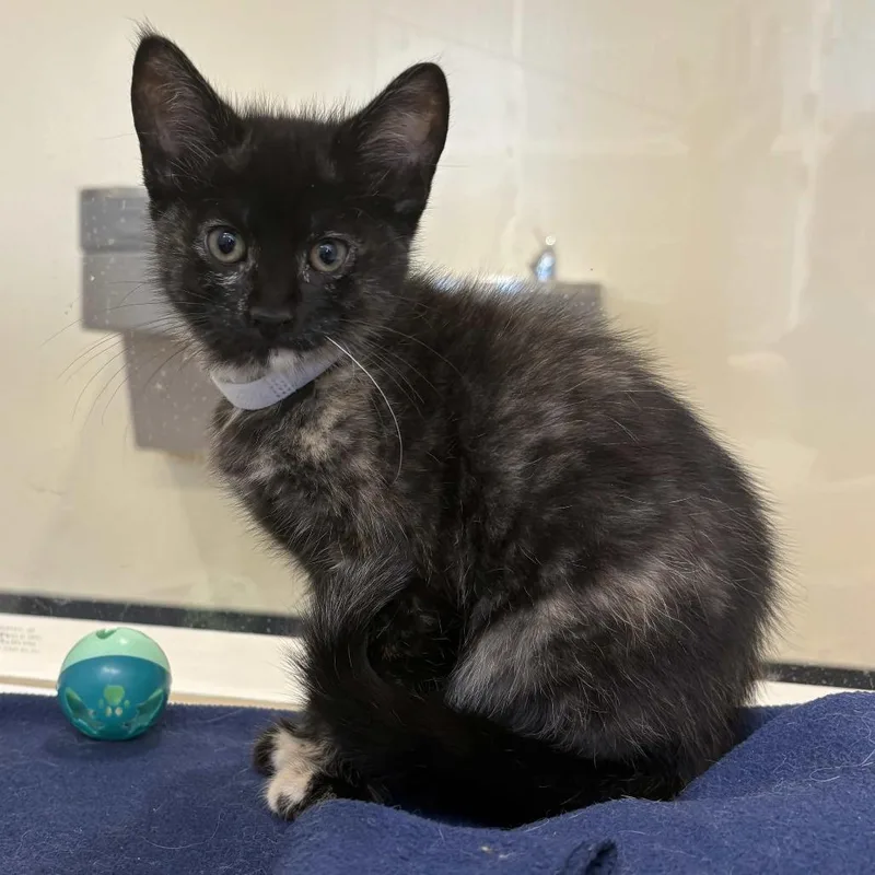 A baby small-sized female Torbie Domestic Short Hair cat named Kissy Missy for adoption in Beaumont, TX