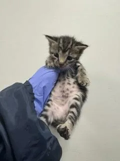 A baby small-sized male Domestic Short Hair cat named Milo for adoption in Miami, FL