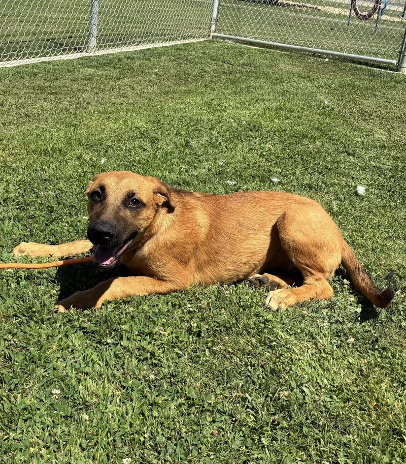 A young medium-sized female German Shepherd Dog dog named Annie for adoption in Delano, CA