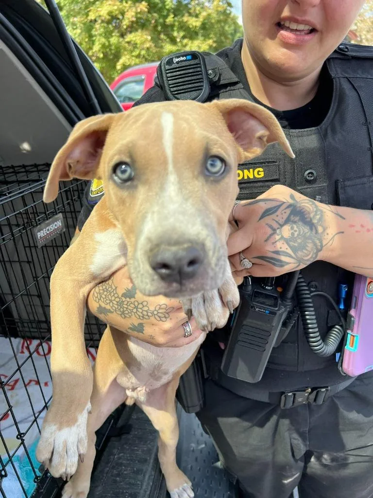 A baby large-sized male Boxer dog named Oboe for adoption in Hillsboro, OH