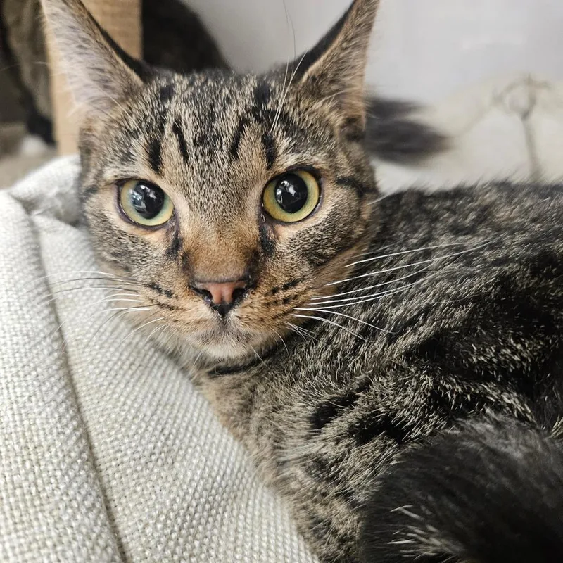 A young small-sized female Brown / Chocolate Domestic Short Hair cat named Truffles for adoption in Grantsville, UT