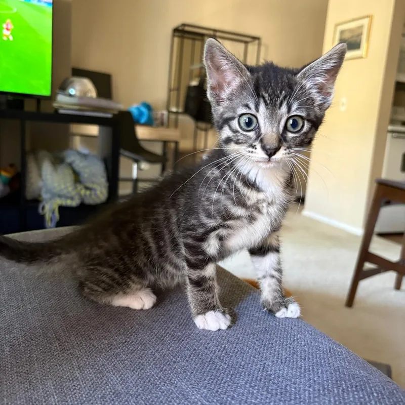 A baby small-sized female Brown / Chocolate Domestic Short Hair cat named Earth for adoption in San Diego, CA
