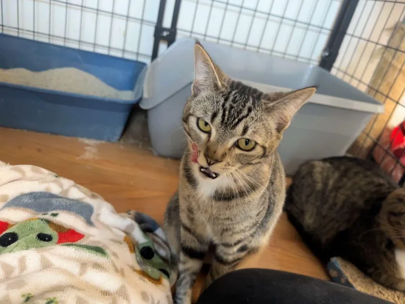 Judy Garland thumbnail 2