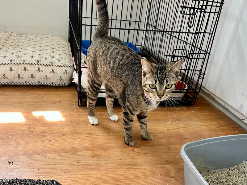 Judy Garland thumbnail 3