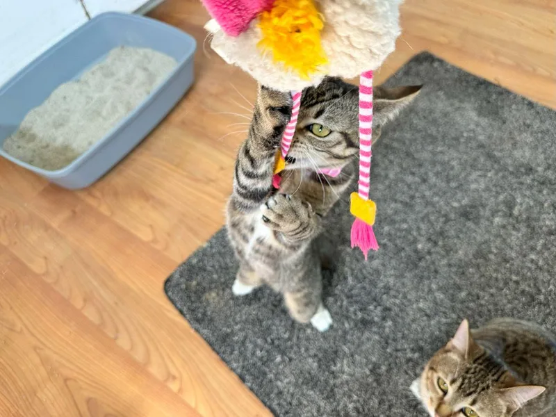 Judy Garland thumbnail 4