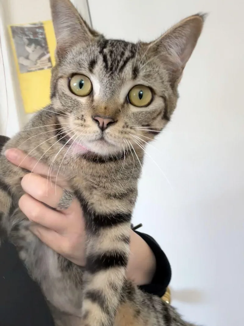 Judy Garland thumbnail 5