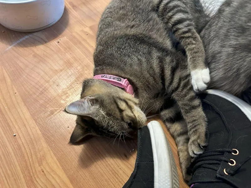 Judy Garland thumbnail 6