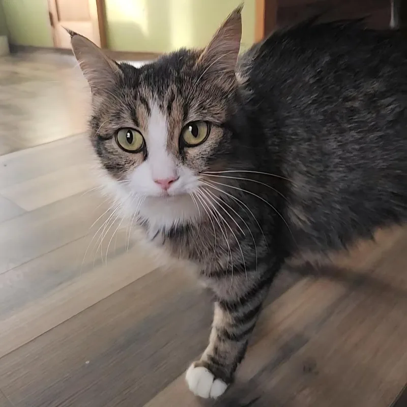 An adult medium-sized female Brown / Chocolate Domestic Long Hair cat named Coldrider for adoption in Fredericksburg, VA