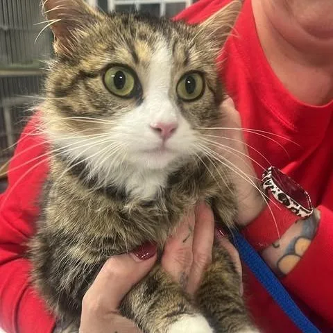 Coldrider thumbnail 2