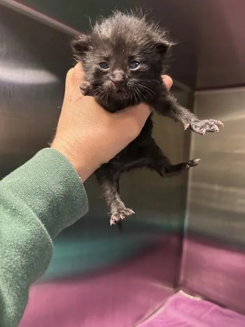 A baby small-sized male Black Domestic Medium Hair cat named Mojito for adoption in Muskegon, MI