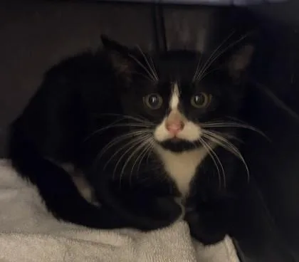A baby small-sized male Domestic Short Hair cat named Erik for adoption in Honolulu, HI