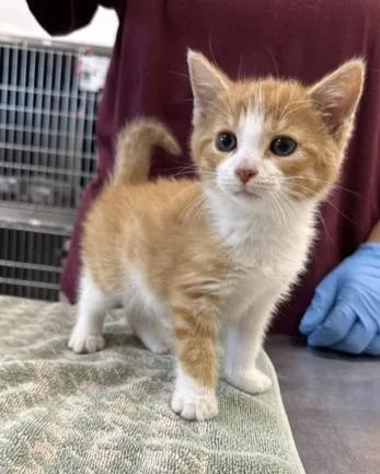 A baby medium-sized male Domestic Short Hair cat named Goose for adoption in Portland, IN
