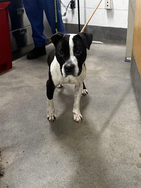 An adult large-sized male Pit Bull Terrier dog named Thomas for adoption in Upper Marlboro, MD