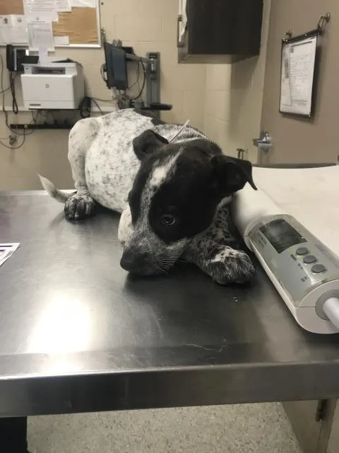 A baby small-sized male Pit Bull Terrier dog named Rooter for adoption in Conroe, TX