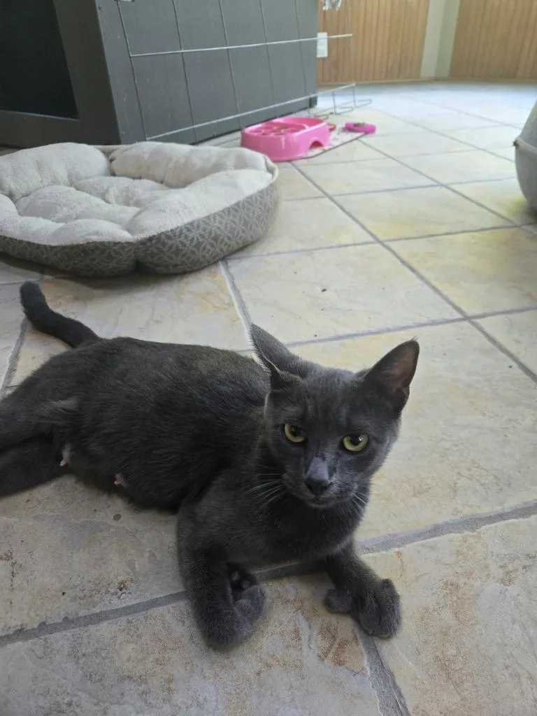 A young medium-sized female Extra-Toes Cat / Hemingway Polydactyl named Polly for adoption in Hamilton, OH