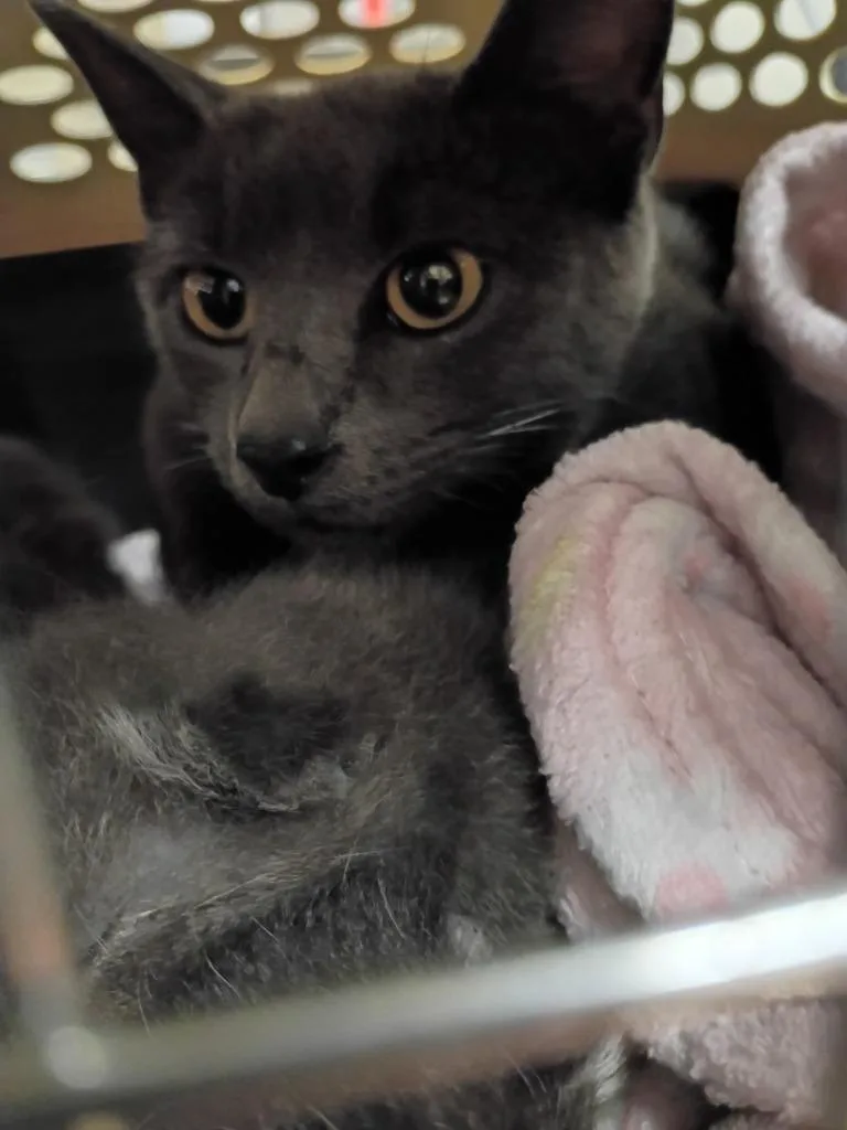 Polly thumbnail 2