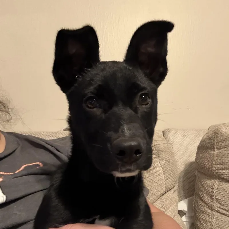 A baby small-sized female Black Shepherd dog named Princess Leah for adoption in Aberdeen, NC