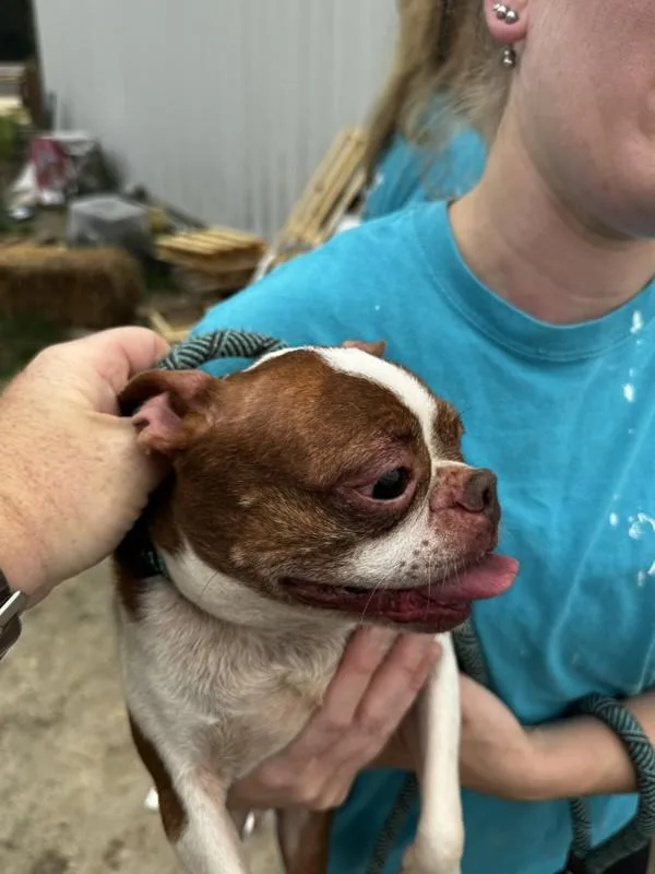 A young small-sized female Boston Terrier dog named A for adoption in Salisbury, MD