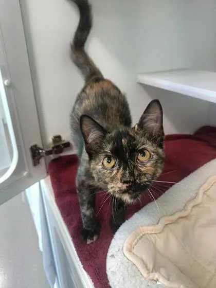 A baby small-sized female Domestic Short Hair cat named Rita for adoption in Traverse City, MI