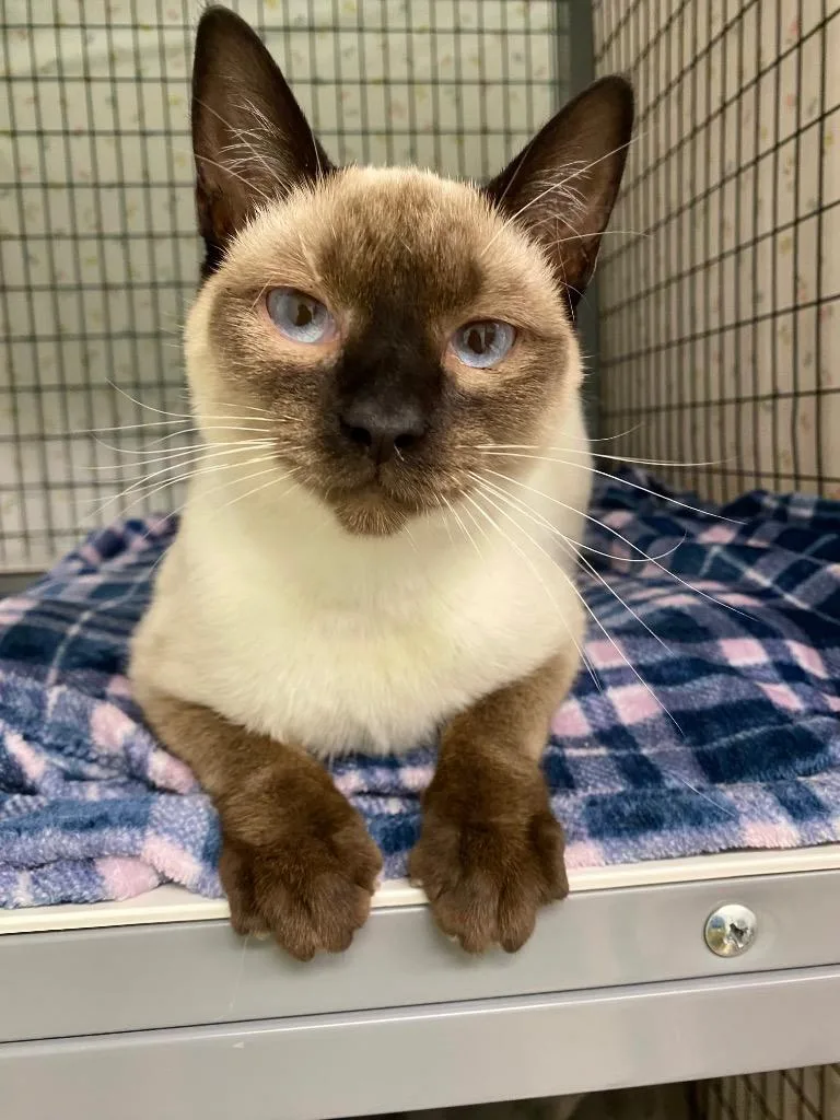 A baby small-sized female Domestic Short Hair cat named Chloe for adoption in Grants Pass, OR