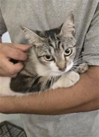 An adult medium-sized female Domestic Short Hair cat named Chubby for adoption in Los Angeles, CA