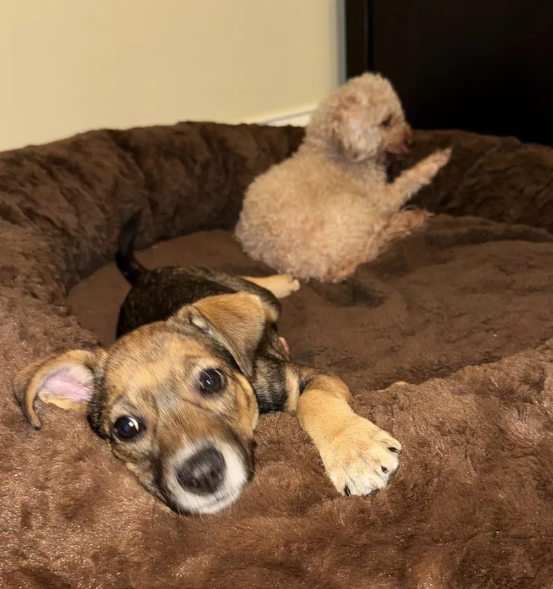 A baby medium-sized female Retriever dog named Piper for adoption in Palatine, IL