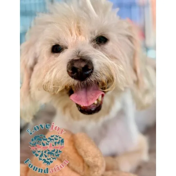 A senior small-sized male Havanese dog named Happy Feet RB for adoption in Inglewood, CA