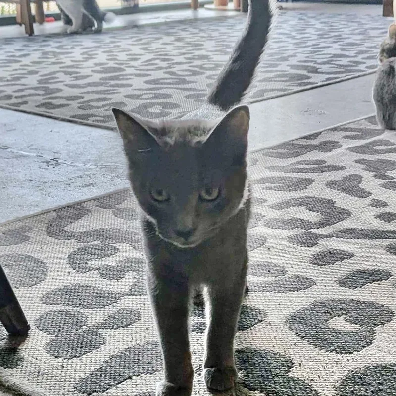 A baby small-sized female Gray / Blue / Silver Domestic Short Hair cat named Tuna Aka Aurora for adoption in San Diego, CA