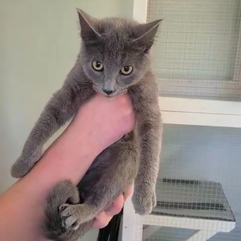 Tuna Aka Aurora thumbnail 3