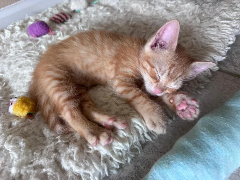 A baby medium-sized male Orange & White Domestic Short Hair cat named Flint for adoption in Orlando, FL