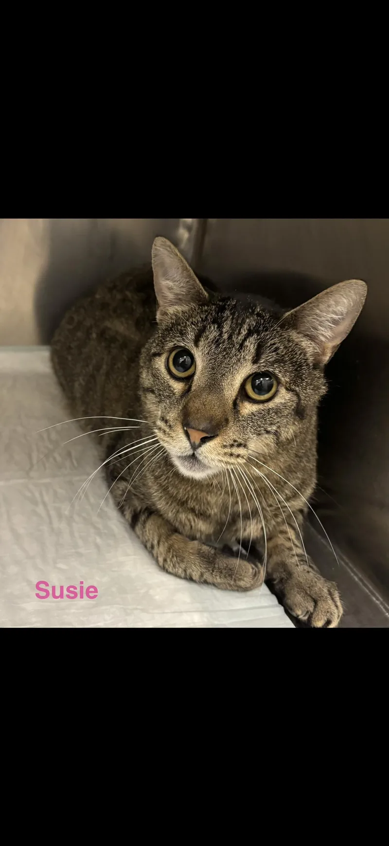 An adult medium-sized male Tabby (Brown / Chocolate) Tabby cat named Susie for adoption in Las Vegas, NV