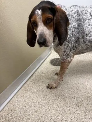 An adult large-sized female Mixed Breed dog named Gretchen for adoption in Lafayette, IN