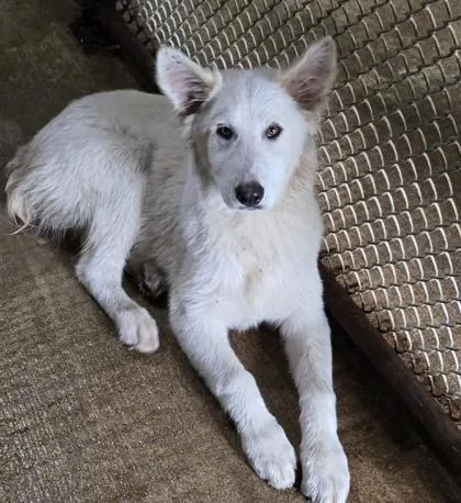 A baby medium-sized male White / Cream Mixed Breed dog named Winter for adoption in Bedford, IN
