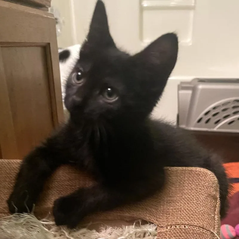 A baby small-sized female Black Domestic Short Hair cat named Ricki for adoption in Springfield, IL