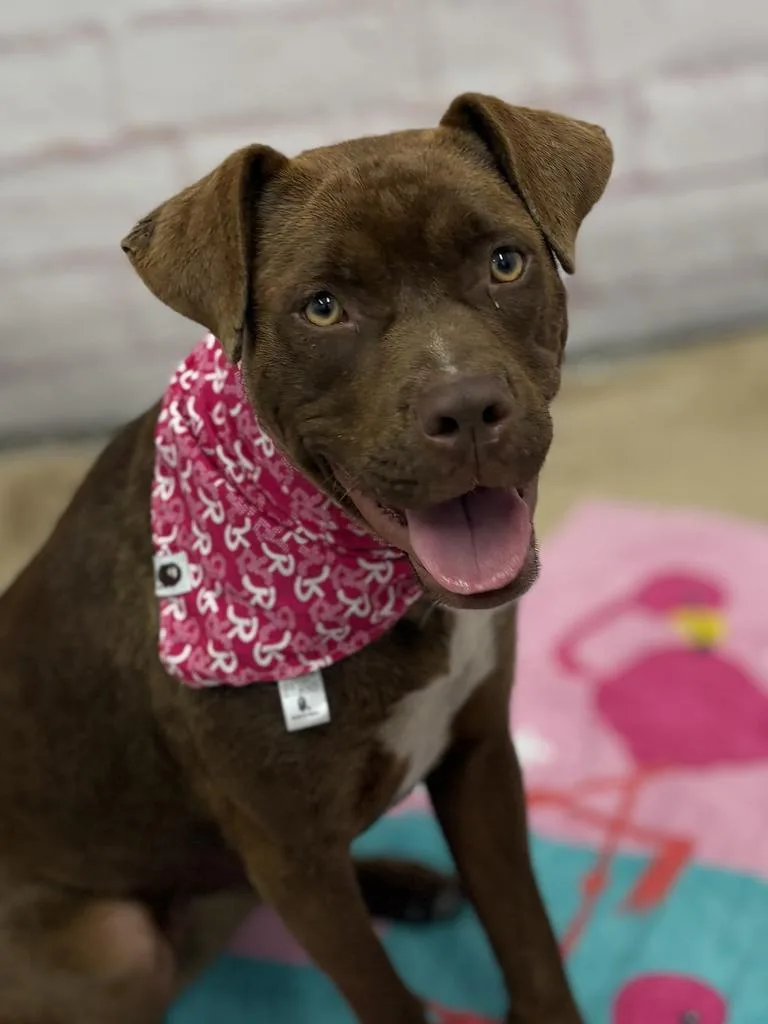 A young medium-sized female Mixed Breed dog named Bee for adoption in Detroit, MI