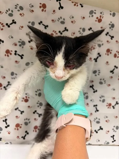 A baby small-sized female Domestic Short Hair cat named Susie for adoption in Riverside, CA