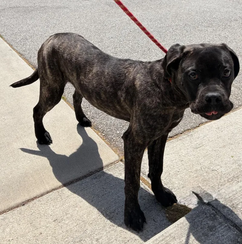 A young large-sized female Mastiff dog named Gurl for adoption in Douglasville, GA