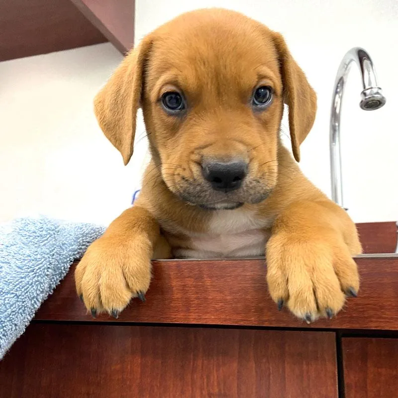 A baby medium-sized male Red / Chestnut / Orange Labrador Retriever dog named Doug for adoption in Monroe, GA